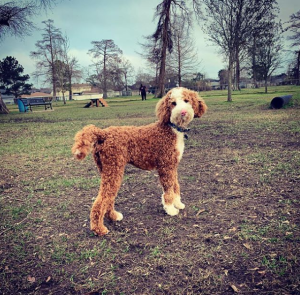 Gretna Dog Park