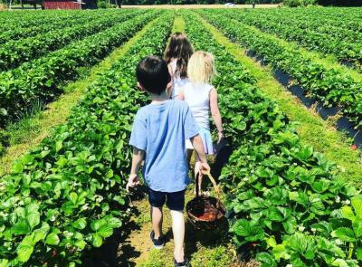 Children Walking Along Rows Of Strawberries At Henley Farm In Virginia Beach