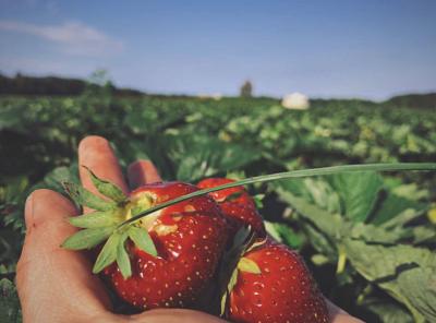 Person Holding Strawberries In Cupped Hands At Flanagan Farm In Virginia Beach