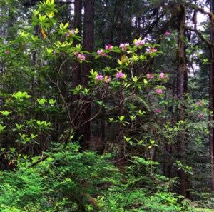 Rhododendrons in Cottage Grove