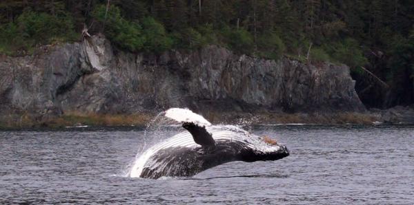 a humpback whale breaching in Prince William Sound