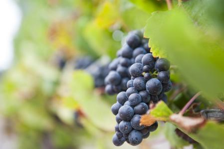 Purple wine grapes hanging on a vine