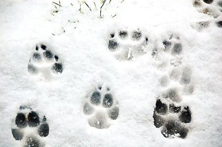 Bring your canine besties out to McCloud Nature Park near North Salem for a winter hike!