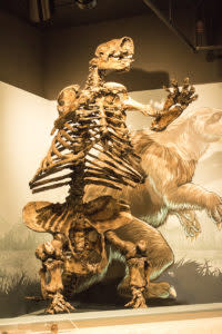 Ground Sloth