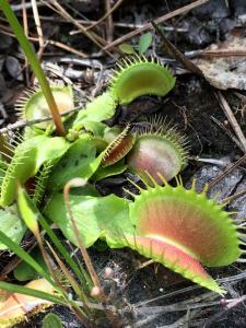 Venus flytrap at Carolina Beach State Park