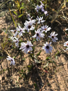 Flowers at Sleeping Bear Point