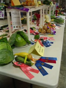 Enormous cabbages and beautiful squash are on display at the county fair.