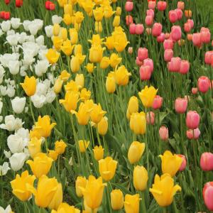 Rochester Ny Is The Flower City - 