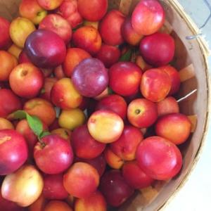 Great-Country-Farms-Peaches-335x335