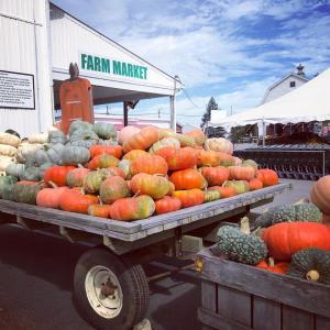 Hubers Farm Market Pumpkins