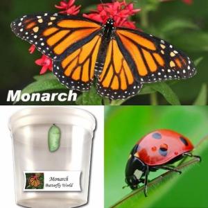 Monarch Butterfly