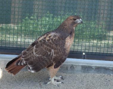 Fantasy Springs Resort Casino Eagle Falls Golf Course