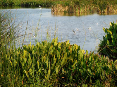 Cattail Marsh Beaumont, TX