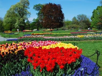 Tulip Festival