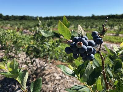 Close-up of berries on plant with orchard in background