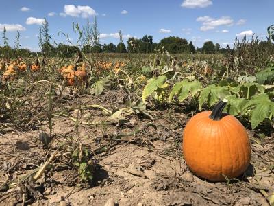 Sprawling pumpkin patch under blue sky