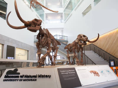 U-M Natural History Museum
