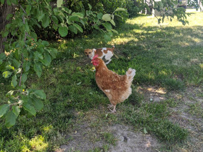 A tiny, 2-pound tan and white Chihuahua attempts to herd an escaped brown hen on the farm