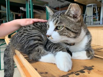Child petting cat resident of Zaftig Brewing