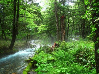Forest Bathing stock photo