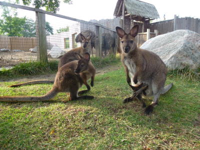 Columbian Park Zoo