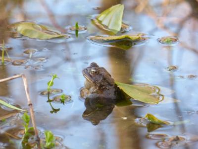 Ashland Nature Center - Frog