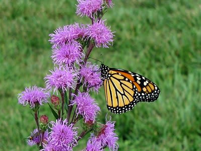 Plant w butterfly