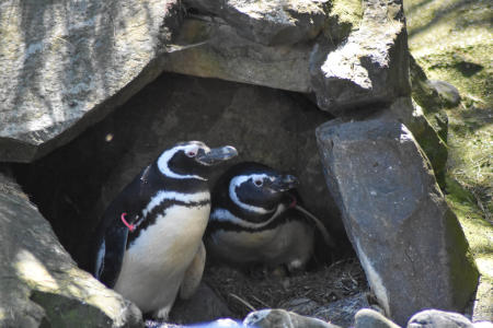 Proud penguin parents (May 2017)