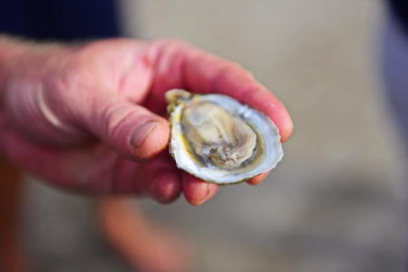 oyster hand