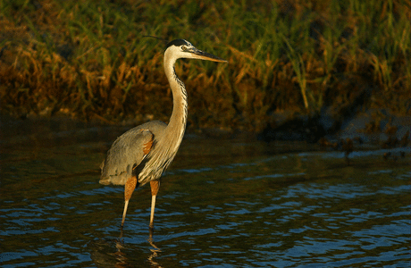 Great Blue Heron