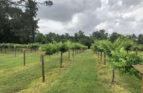 Free State Cellars