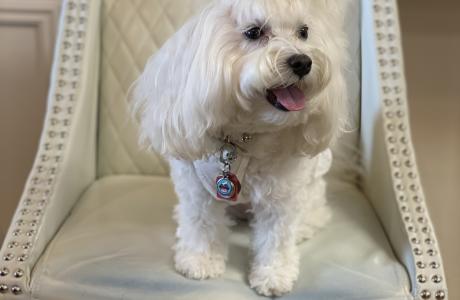 pippa