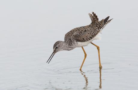 Cattail Marsh Birding