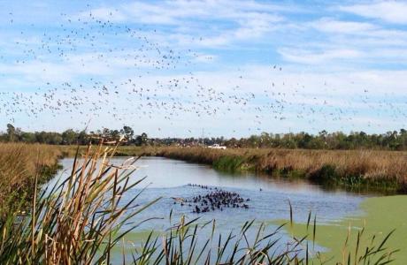 Birds at the Marsh