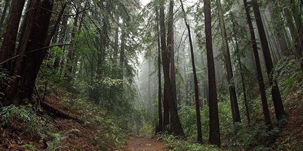 Redwood Park