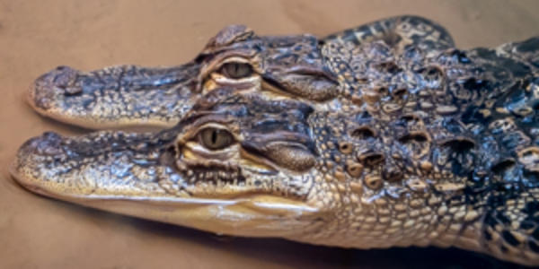 zoo america alligators