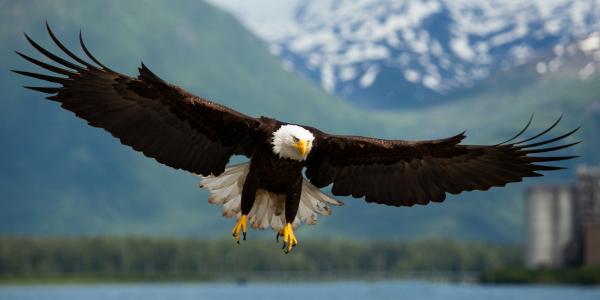 a bald eagle flying over a wetland