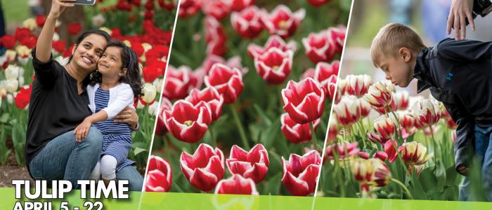 Tulip Time 2019