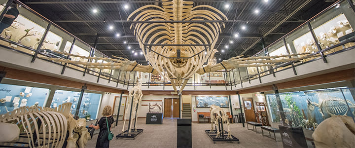 Museum of Osteology