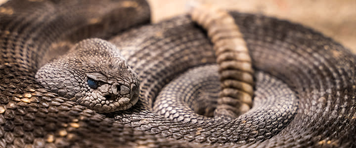 OKC Rattlesnake Museum