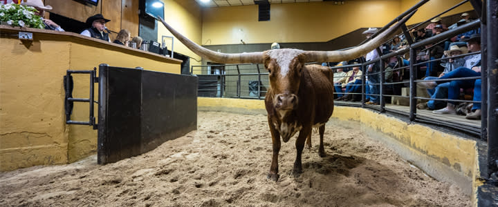 Texas Longhorn at cattle auction in Oklahoma City's Stockyards City