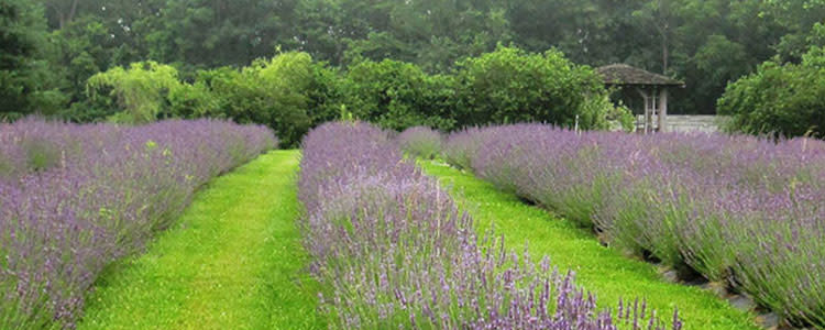 Willowfield in Bloom