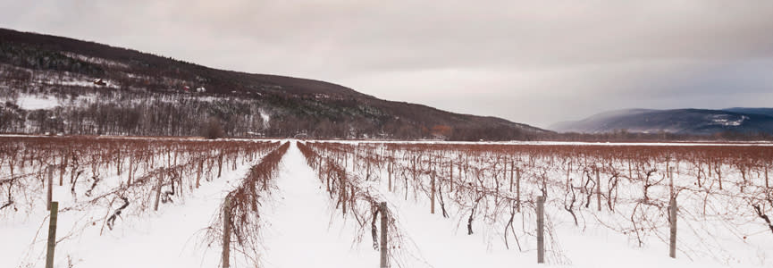 Rows of grape vines line a snowy landscape in the Finger Lakes