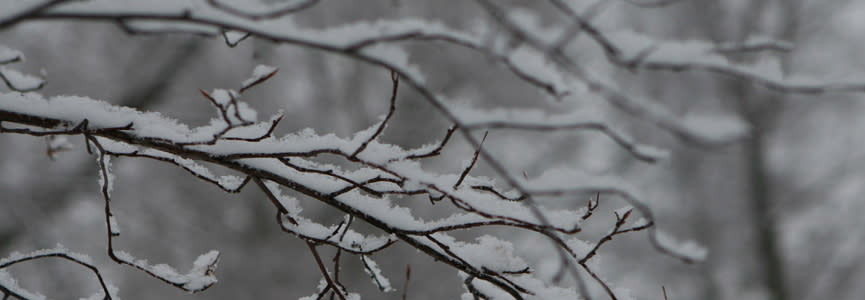 Snow gently blankets tree branches.