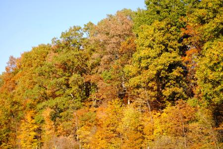 Burnett Woods Nature Preserve in Avon, Indiana, explodes with fall color.
