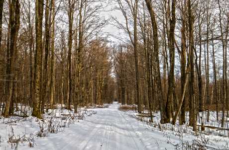Bear Swamp State Forest in the Winter