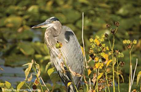 Montezuma National Wildlife Refuge