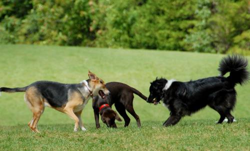 Preserve Dog Park