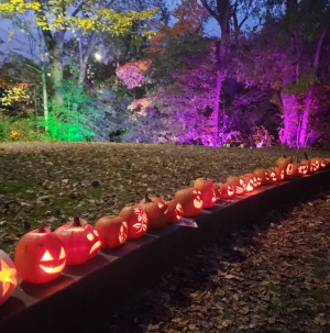Jack O'Lanterns light up the night the day after Halloween in Ypsilanti's Frog Island Park