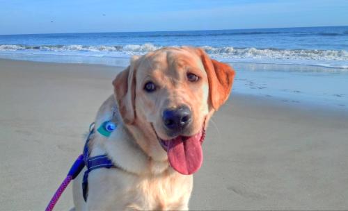 Dog enjoying pet friendly beach time